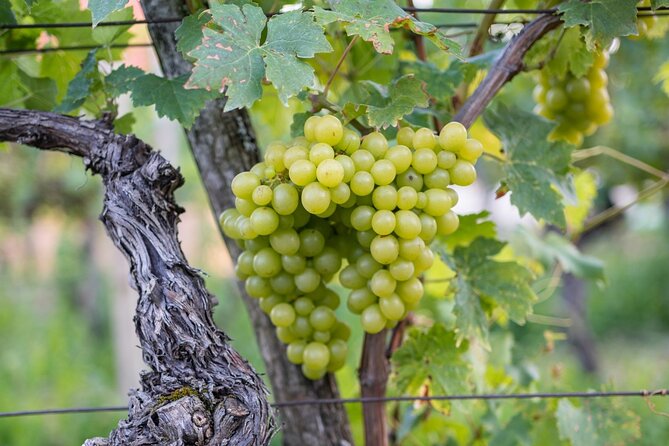 Vipava Valley Wine Express Tour From Ljubljana - Why Vipava Valley is a smart choice from Ljubljana
