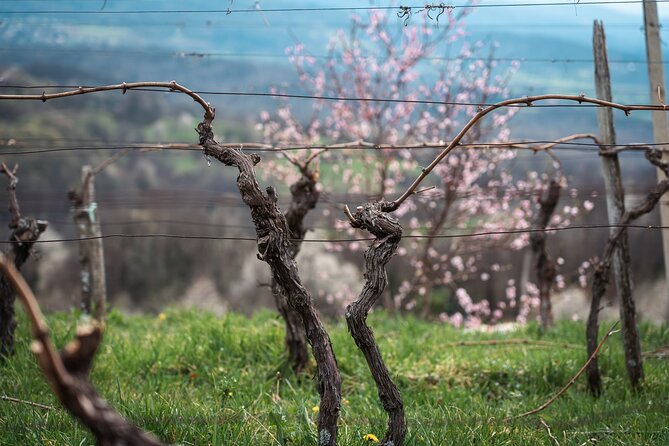 Vipava Valley Wine Express Tour From Ljubljana - Wine tasting without the panic: how to enjoy 6 samples