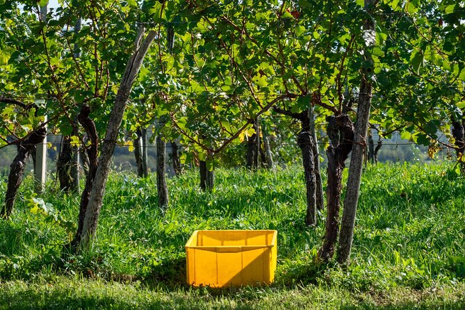 Vipava Valley Wine Express Tour From Ljubljana - Should you book it?