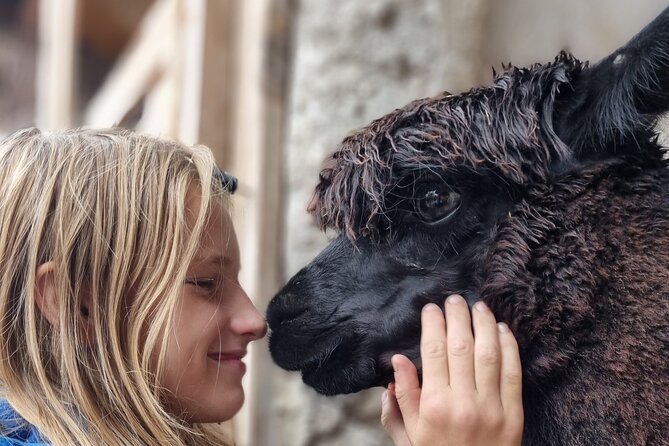 Walking with alpacas - Domačija Loncnar - Bohinj - Key things to know before you go