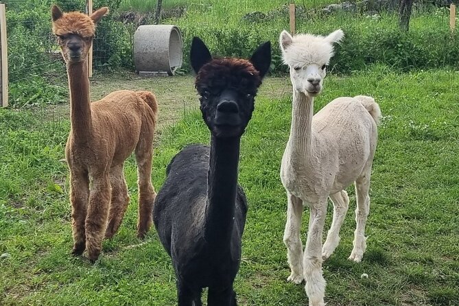 Walking with alpacas - Domačija Loncnar - Bohinj - Domačija Loncnar in Bohinj: why this alpaca walk feels different