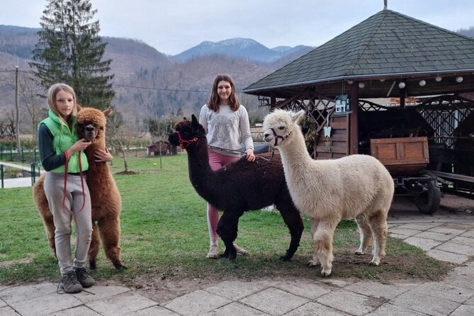 Walking with alpacas - Domačija Loncnar - Bohinj - Feeding alpacas: the part everyone remembers
