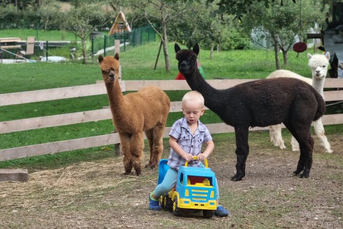 Walking with alpacas - Domačija Loncnar - Bohinj - The countryside walk: following the alpaca pace