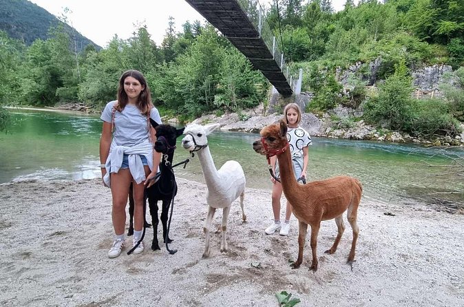 Walking with alpacas - Domačija Loncnar - Bohinj - Price and value: what $44 is really buying you