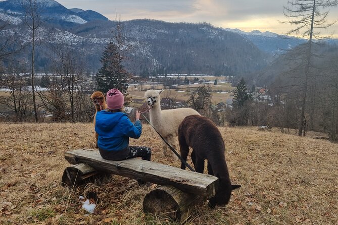 Walking with alpacas - Domačija Loncnar - Bohinj - Who should book this, and who should pass