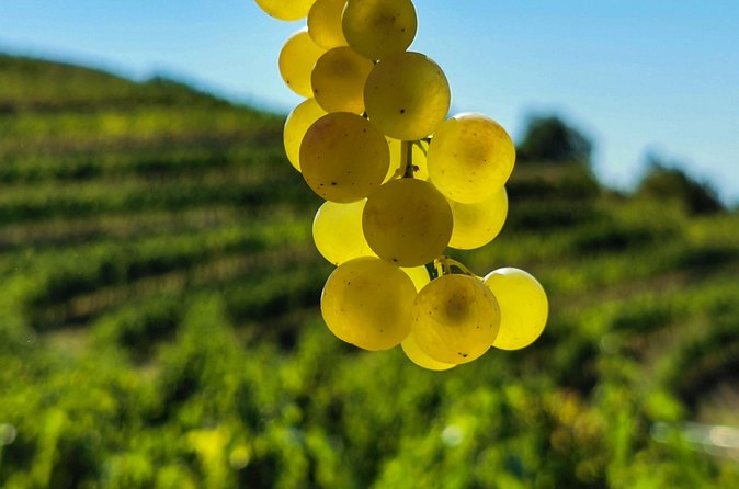 Wine Degustation in the Heart of Slovenian Istria - Guide Natalia and the Feeling of a Real Welcome