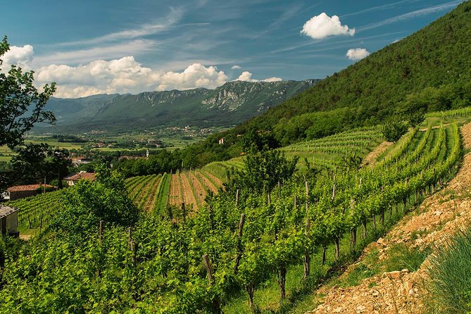 Wine Tasting with Cold Cuts - Underground wine cellar time, the part you’ll actually remember